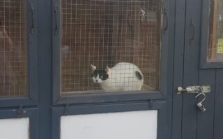Abi the cat in a foster cat pen