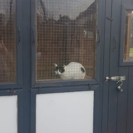 Abi the cat in a foster cat pen