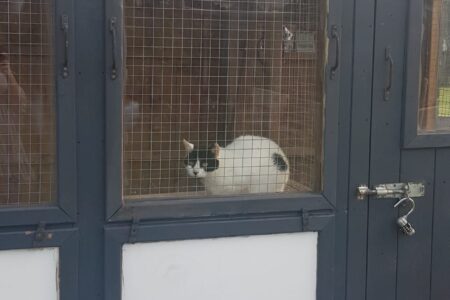 Abi the cat in a foster cat pen
