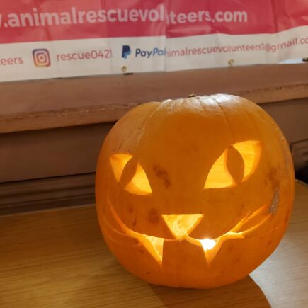 carved pumpkin