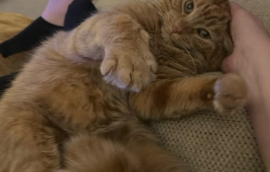 Success Story for Arthur - Animal Rescue Volunteers